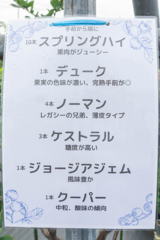 ブルーベリー20220621092731