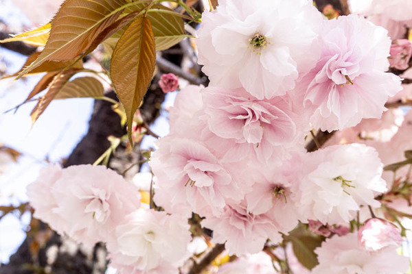 sakura20210406102555