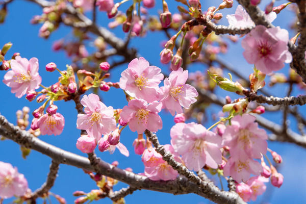 河津桜20240226112508