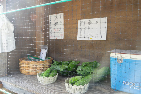 芋掘り20231013141429