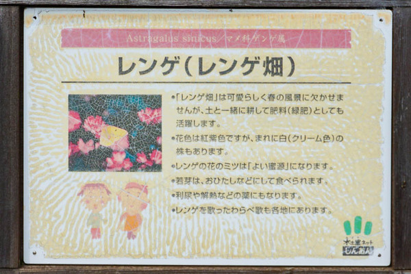 れんげ-202205064