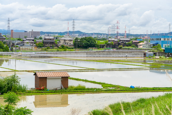 たんぼ-2305301