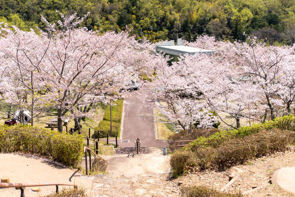 摂津峡桜20240410103906