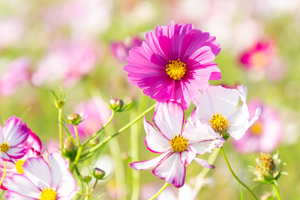 コスモス20231012155121