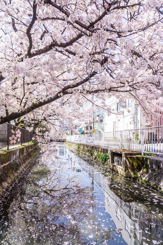 桜3-3120210331122259