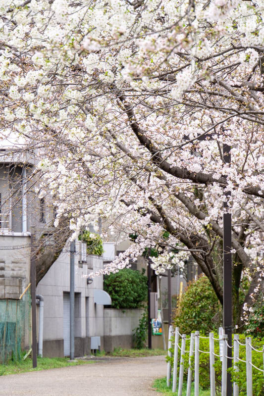 筒井池20230324231441