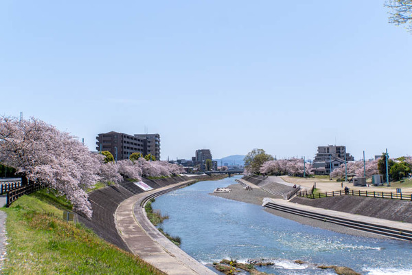 桜堤20240410110100