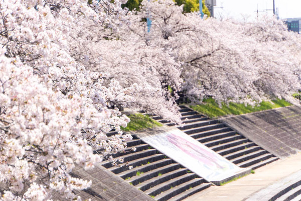 桜堤20240410110205