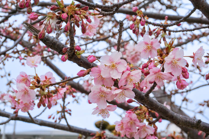 筒井池公園の早咲きの桜「河津桜」が咲きはじめてる【たかつ