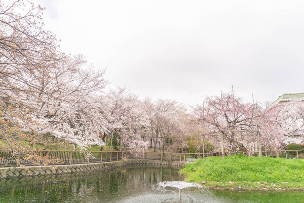 さくら筒井池公園20210329092725