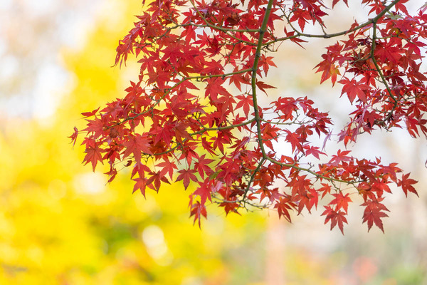 紅葉-2211241