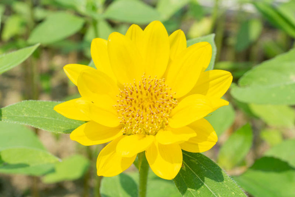 藤の里ひまわり20210624103654