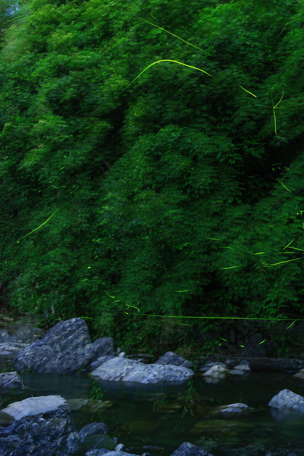 0606ホタル比較明合成2