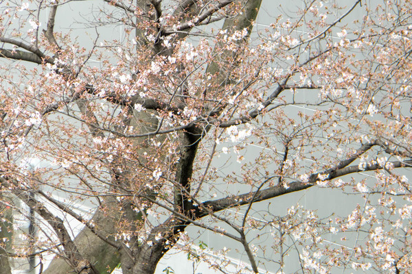 新川堤20240402144653