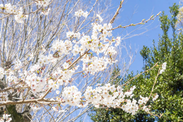 桜20230321001117