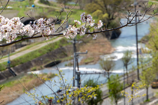摂津峡桜20240410103626