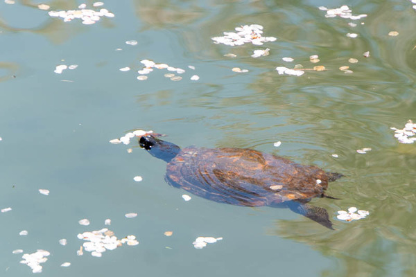 筒井池公園桜20240410115359