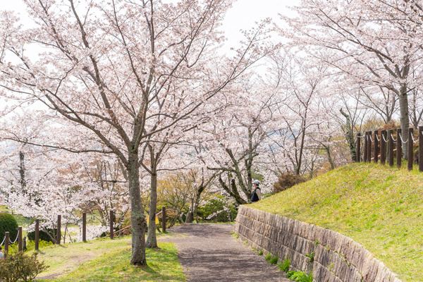 桜-21032914