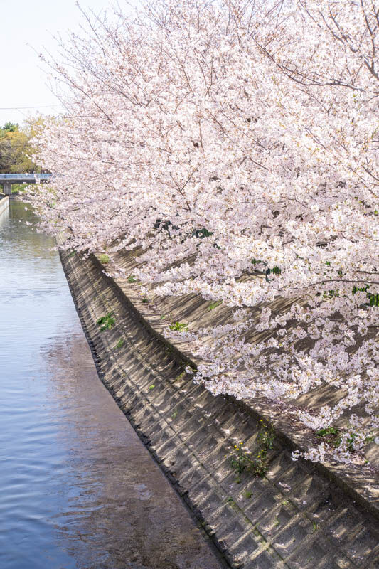 玉川橋20230329231748