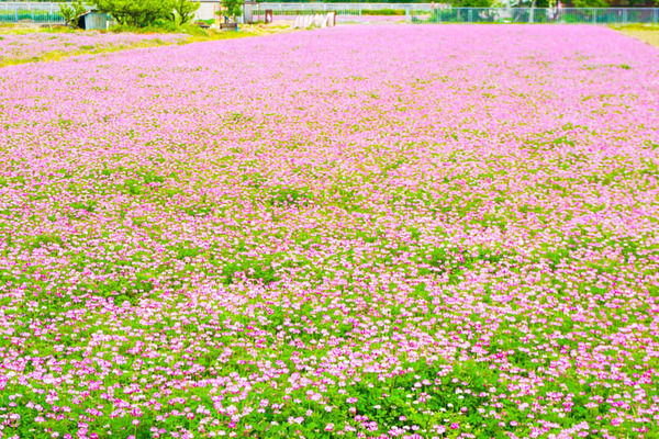 れんげ-2022050610