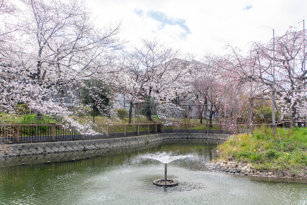 筒井池20250403125057