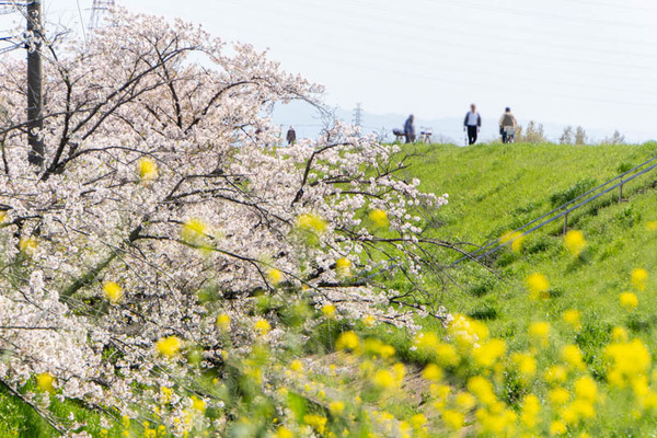 新川堤桜20240410132543