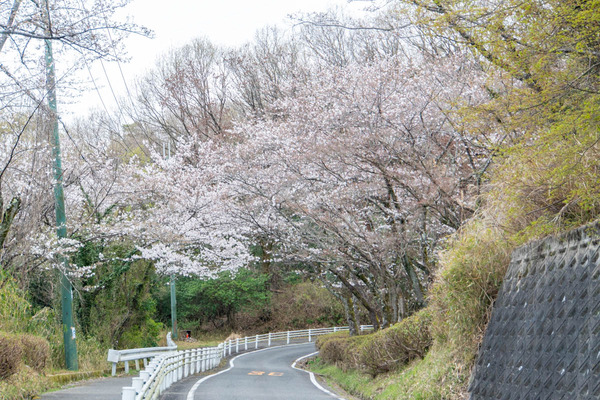 摂津峡20240402170454