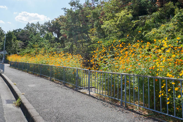 コスモスフォト-2021100415