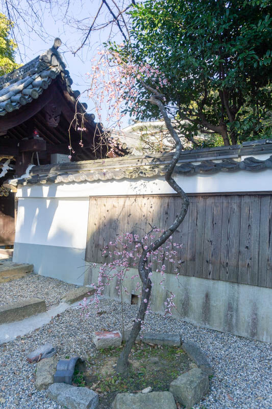 上宮天満宮の梅20220222154638