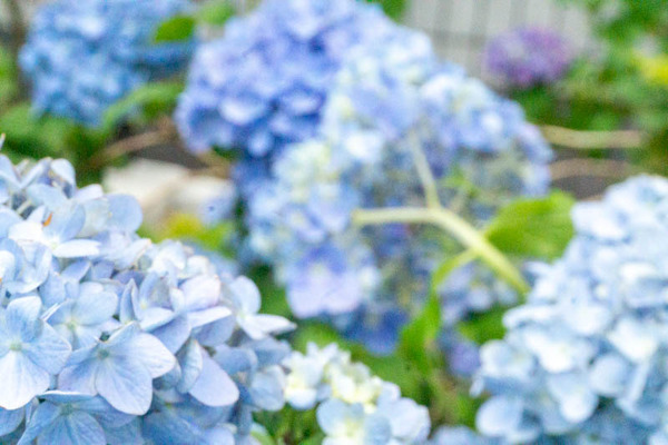 あじさい20210528123919