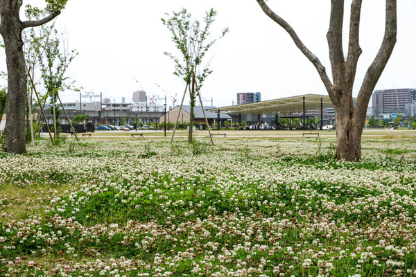 シロツメクサ-202205166