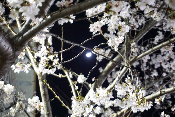 さくら2-202303281