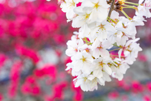 桜-2103312