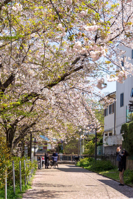 筒井池公園桜20240410115603