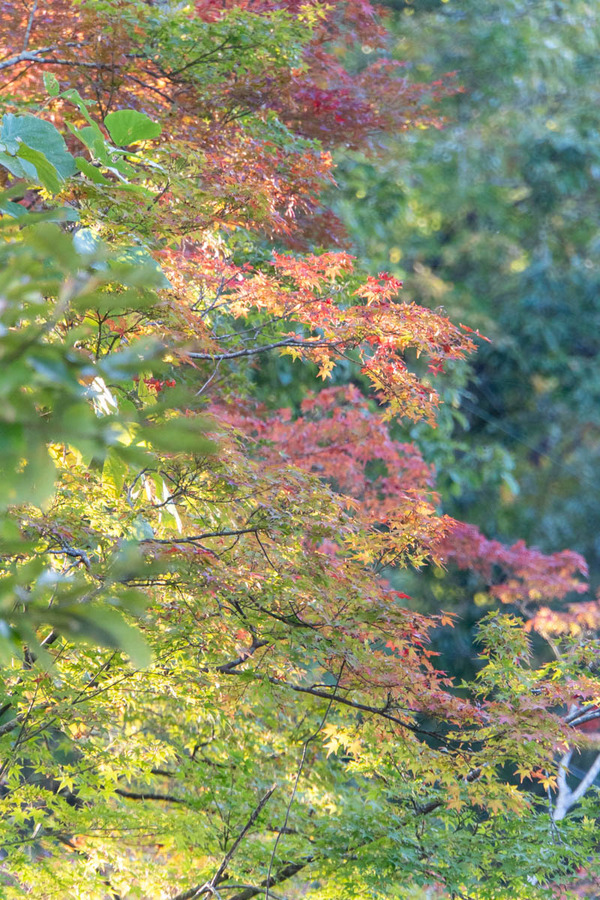 紅葉20231103152112