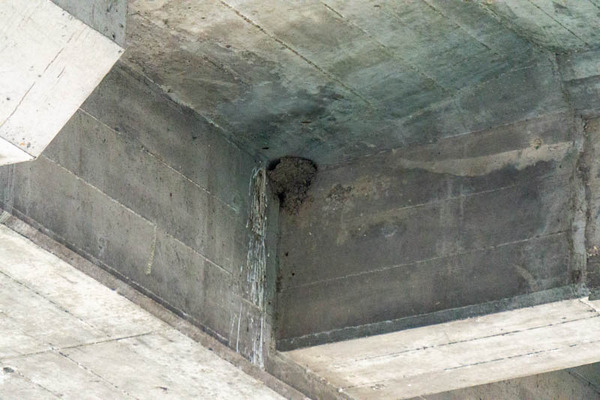 はやぶさ20210624170521