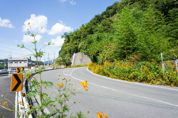 コスモスフォト-2021100414