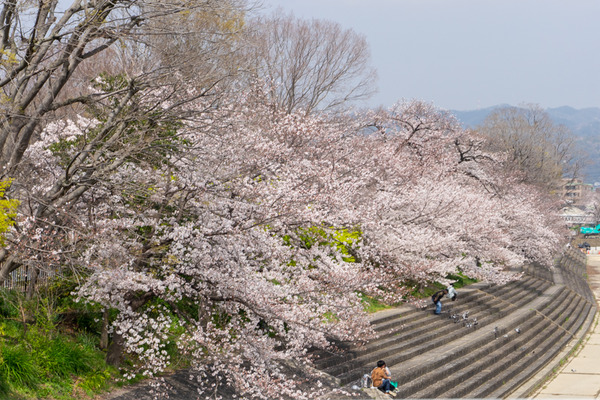 桜-21032920