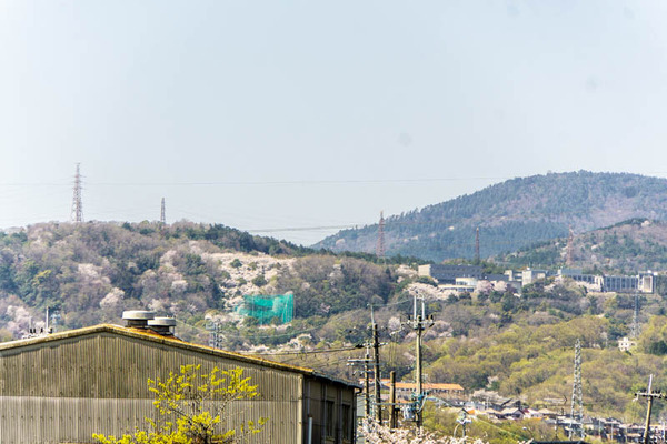 桜堤20230330005327