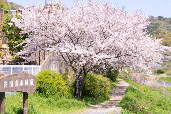 芥川桜20240410104719