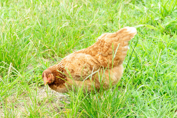 THEFARM20230822104445