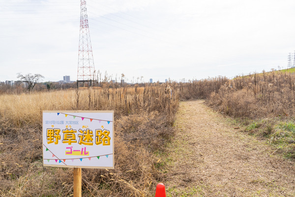 野草迷路-21012611