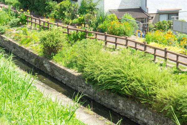 新川ひまわり20210723101341