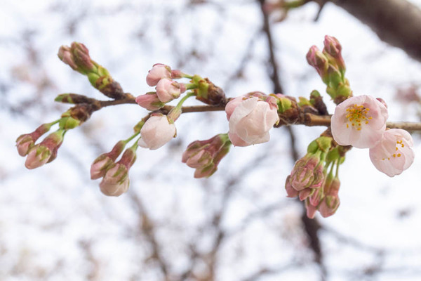 桜堤20220330163235