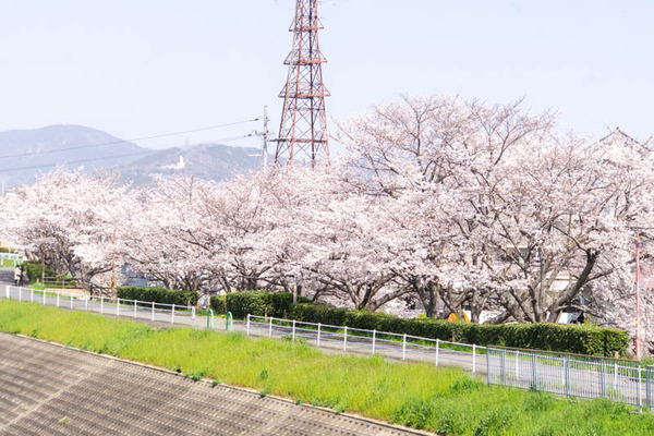 安威さくら20230329223957