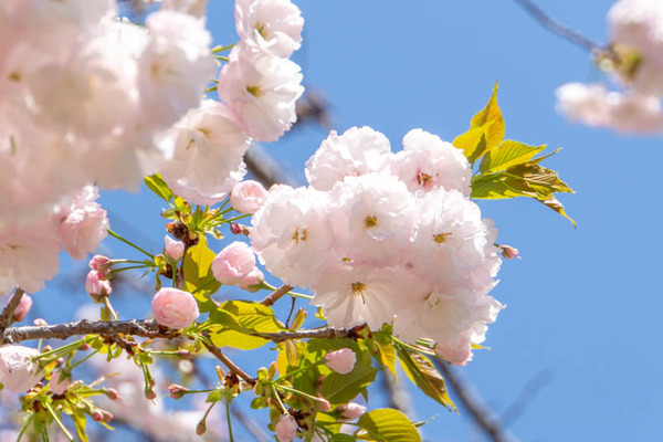 筒井池公園桜20240410115737