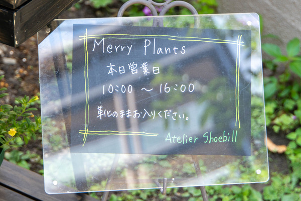merryplants20240619103103