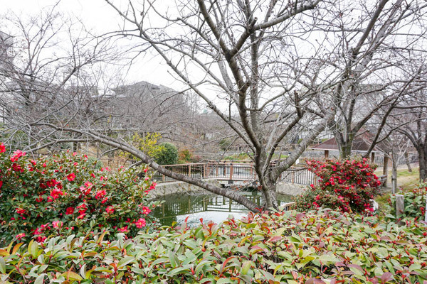 筒井池公園-202203092