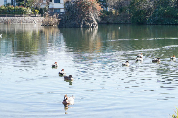 清水池公園-202112149