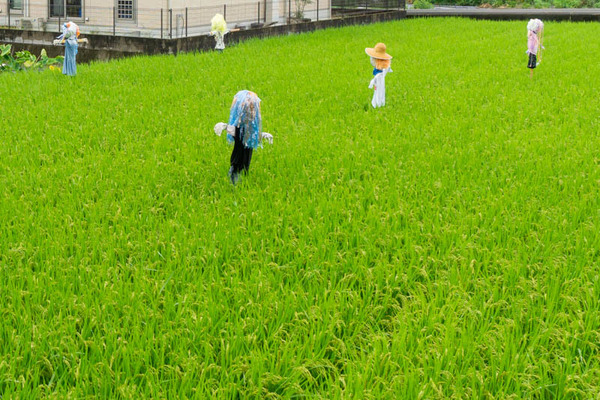 田んぼ20210915090229